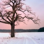 1409522_oak_tree_on_snowy_fields